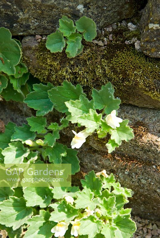 Asarina procumbens - Ivy Croft, Leominster, Herefordshire, UK