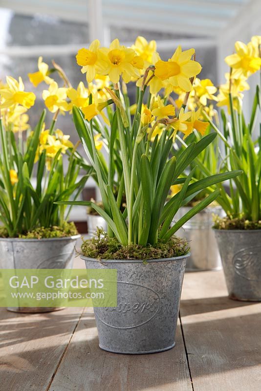 Narcissus 'Tete a Tete' - Pots of Daffodils on bench in conservatory 