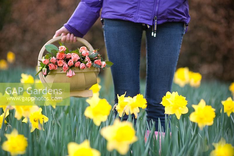 Woman holding a wooden trug of pink Roses in a field of Daffodils 