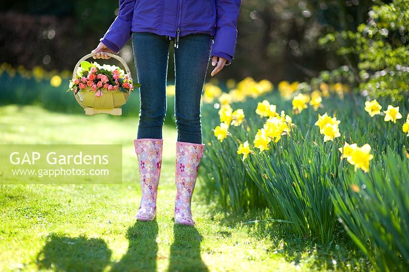 Woman wearing patterned wellies with a wooden trug of cut pink Roses on a lawn with growing Daffodils in Spring sunshine