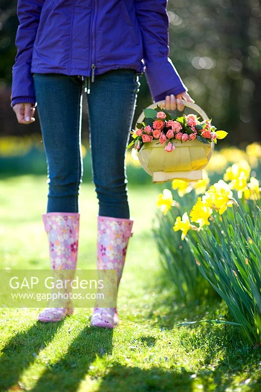 Woman wearing patterned wellies with a wooden trug of cut pink Roses on a lawn with growing Daffodils in Spring sunshine