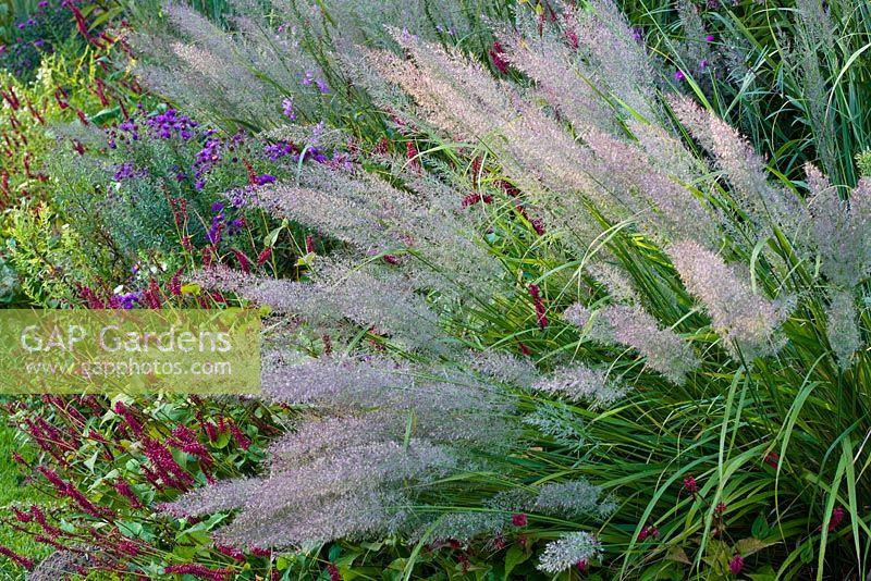 A border in the new perennial style at the Weihenstephan Gardens containing Persicaria amplexicaulis, Stipa brachytricha and Calamagrostis brachytricha