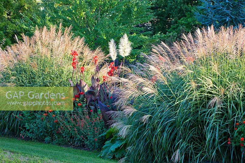 The red themed border at the Weihenstephan Gardens, Germany. Border contains Canna indica 'Schwabenstolz', Cortaderia selloana 'Sunningdale Silver', Miscanthus sinensis, Salvia coccinea 'Lady in Red' and Zinnia elegans 'Benarys Riesen Scarlet'