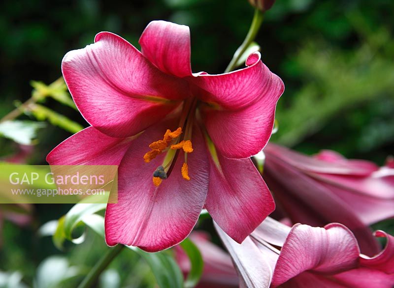 Lilium 'Pink Perfection Group' close up of flowers