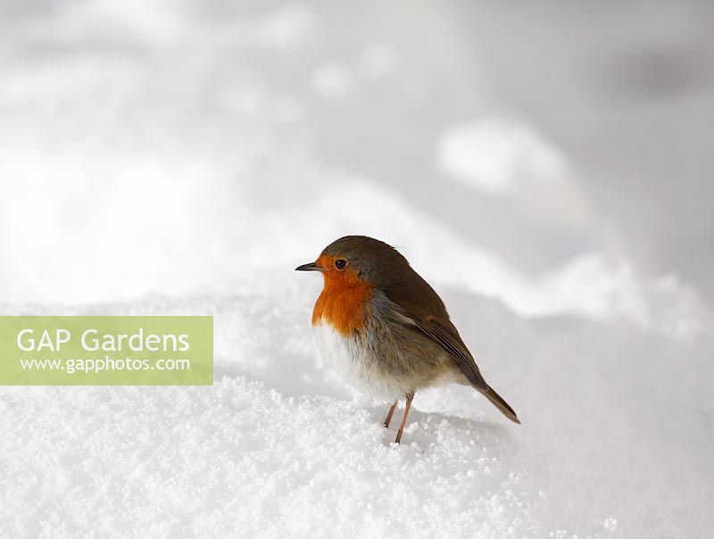 Erithacus rubecula  - Robin perching in snow