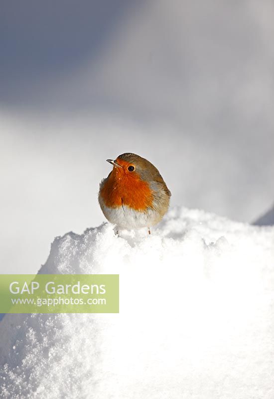 Erithacus rubecula -  Robin perching in snow