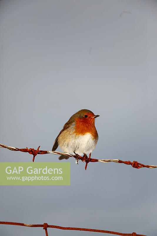 Erithacus rubecula -  Robin perching on barbed wire