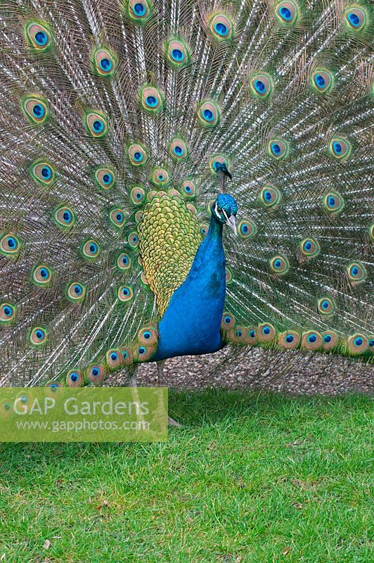 Peacock with tail feathers displayed