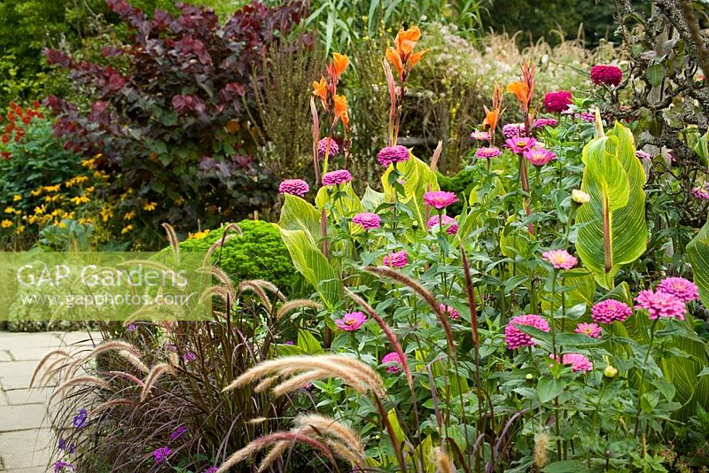 Zinnia 'Benary's Giant Lilac' growing with Pennisetum setaceum 'Rubrum' and Canna 'Striata' in the High Garden at Great Dixter