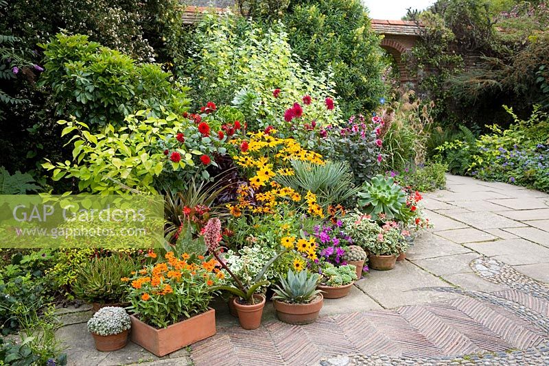 A collection of containers in the mosaic garden at Great Dixter in autumn. Pants include dahlias, rudbeckia, petunias, succulents, pelargoniums, aeonium, plam and eucomis