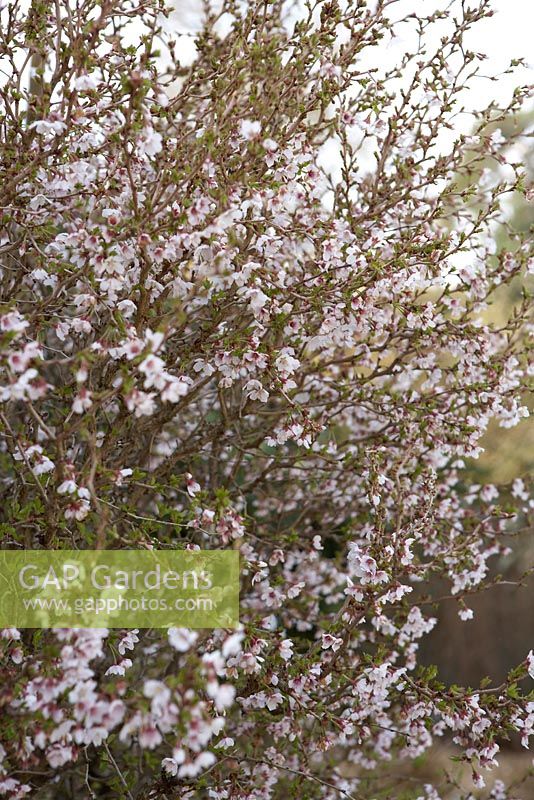 Prunus incisa 'Kojo-no-mai' in March