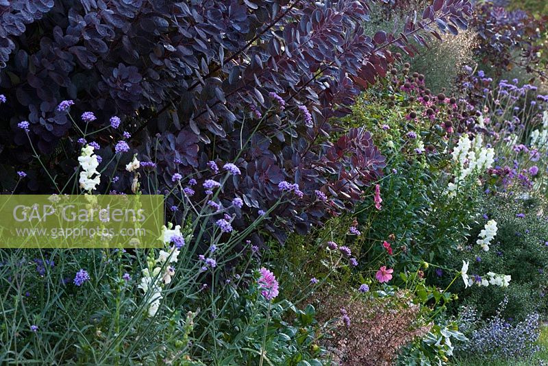 Colour-themed border at Weihenstephan Gardens containing Aconitum carmichaelii var. wilsonii, Antirrhinum, Aster, Cosmos, Cotinus coggygria 'Royal Purple', Sedum telephium and Verbena bonariensis