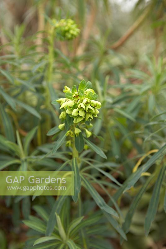 Euphorbia characias 'Portuguese Velvet' in March