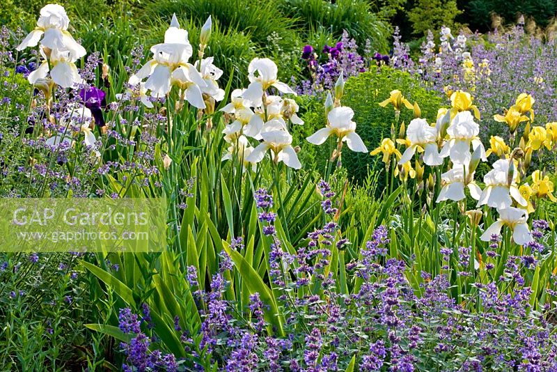 Summer border with Nepetas, Iris germanica 'Cloth of Gold', Iris germanica 'Winter Carnival' and Perovskia atriplicifolia 'Little Spire' at the Weihenstephan gardens, Germany 