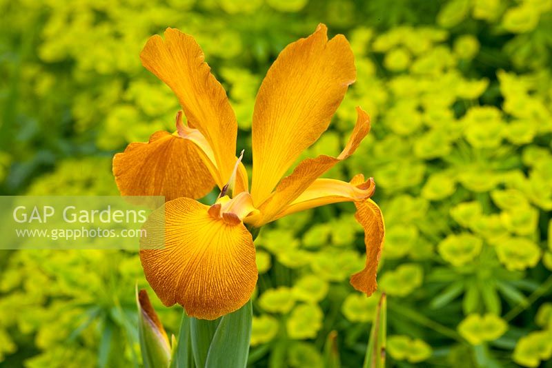 Iris spuria 'Sahara Sands' and Euphorbia seguieriana subsp. niciciana