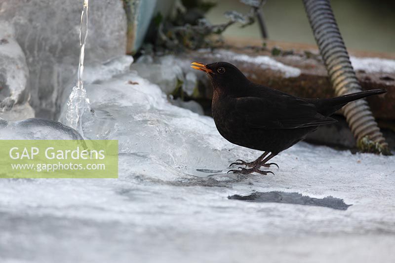 Turdus merula - Blackbird female about to drink at frozen garden pond