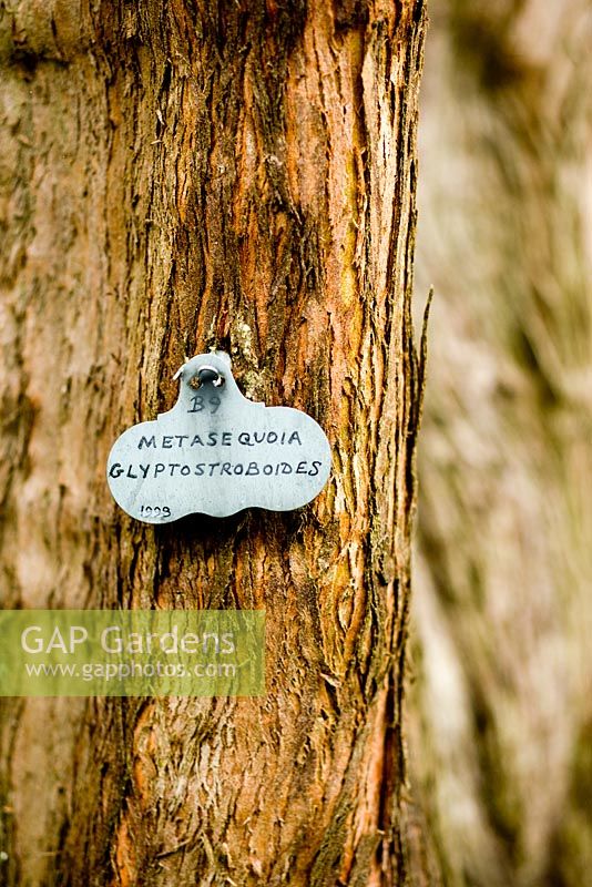 Metasequoia glyptostroboides -  Gresgarth Hall, Lancashire