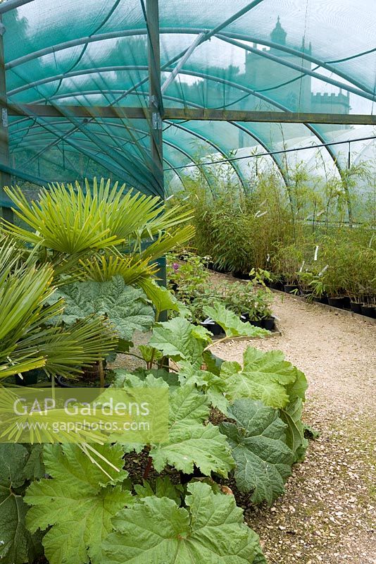 The nursery at Pan Global with Bamboos, Palm and Gunnera