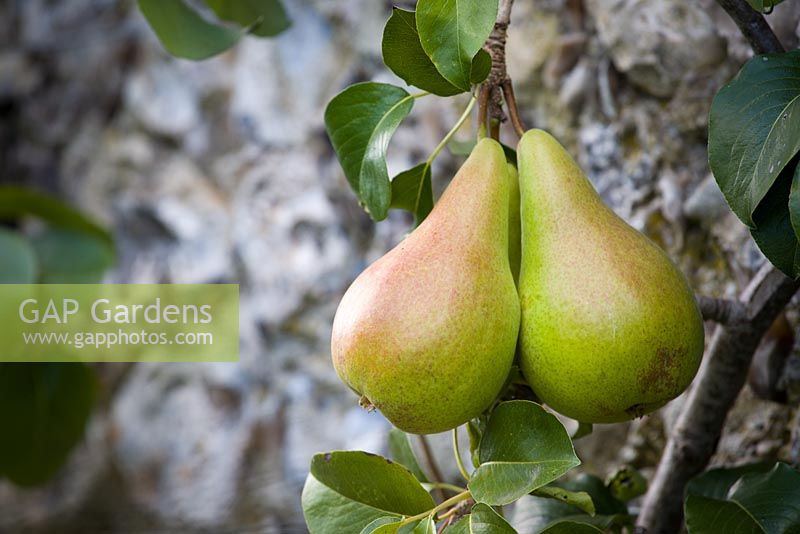 Pears trained on wires along a wall at West Dean gardens, Sussex