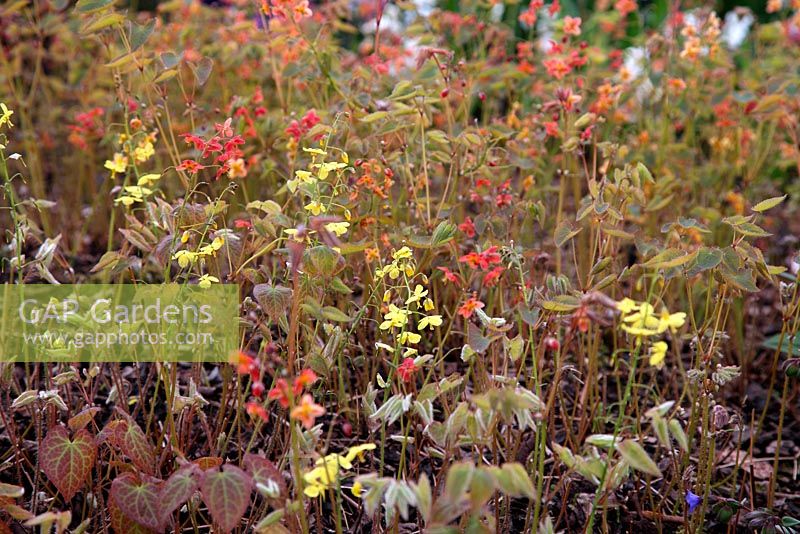 Epimedium x perralchicum with Epimedium x warleyense at the National Botanic Garden of Wales - Gardd Fotaneg Genedlaethol Cymru