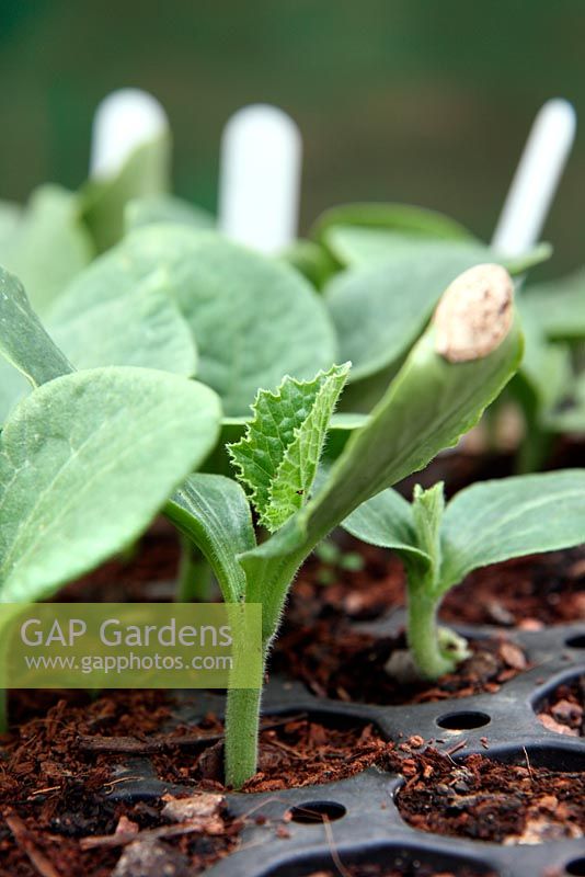 Winter Squash 'Crown Prince' - young plants growing in plugs