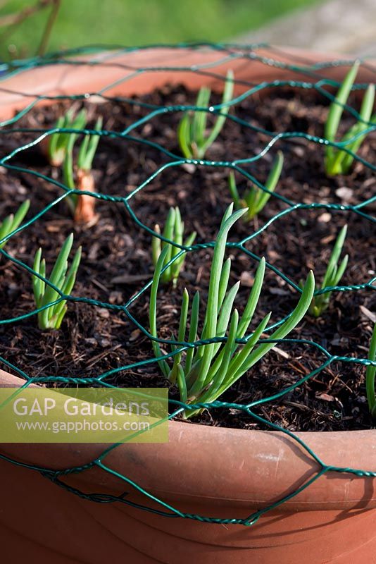 Shallots growing in a container and protected from pests by wire