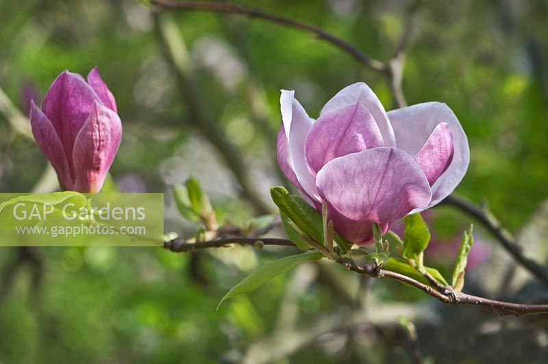 Magnolia soulangiana 'Verbanica'