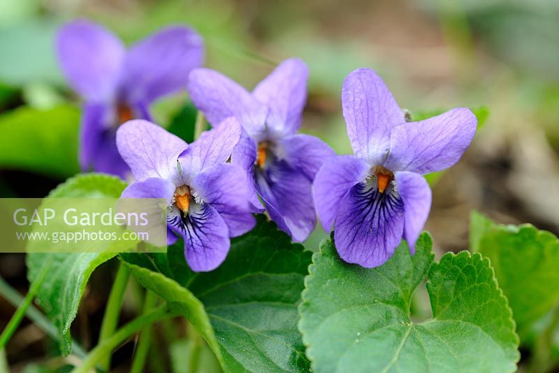 Viola odorata - Sweet Violet, Norfolk, UK, April