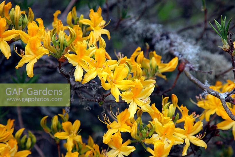 Rhododendron luteum thriving with a substantial polulation of lichen