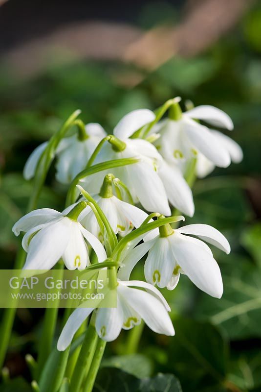 Galanthus nivalis 'Flore Pleno' - Double snowdrop 
