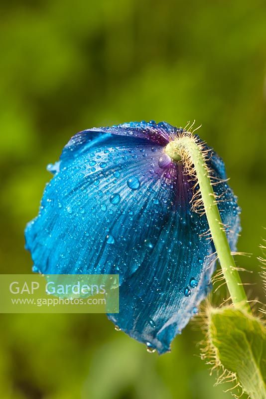Meconopsis 'Lingholm' - Himalayan Poppy