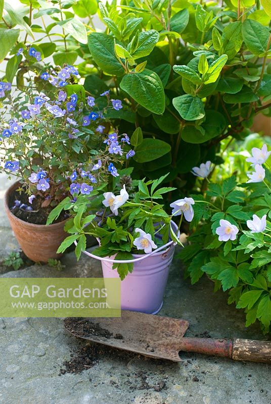 Anemone nemorosa - Wood anenome with lilac pot and Veronica persica - Speedwell