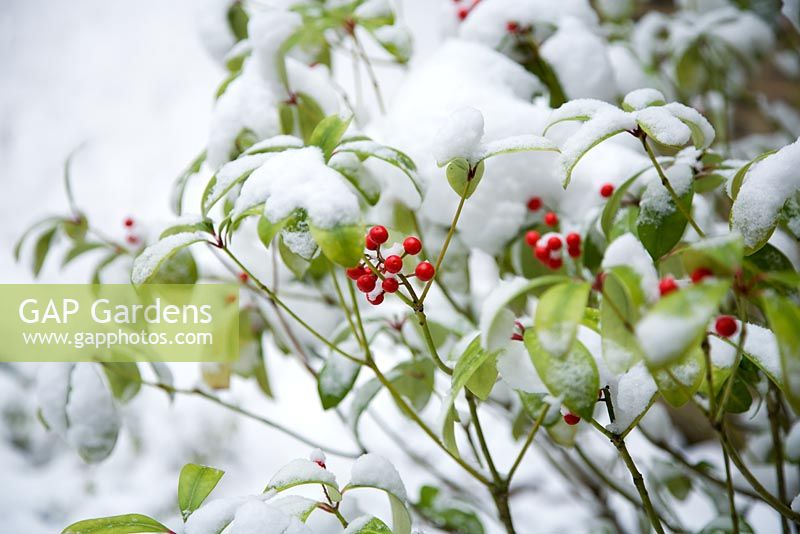 Berries of Skimmia japonica in the snow