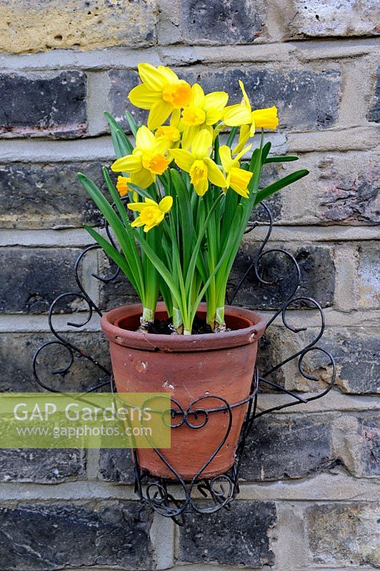 Narcissus 'Tete-a-tete' -  Daffodils in vintage terracotta pot held in a 1950's wire plant holder on an old London stock brick wall