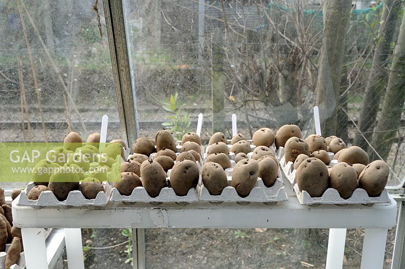 Potatoes chitting, including 'Desiree' and 'King Edward', in eggboxes inside a greenhouse at the Olden Community Garden, next to a railway line in Highbury, Islington, London UK