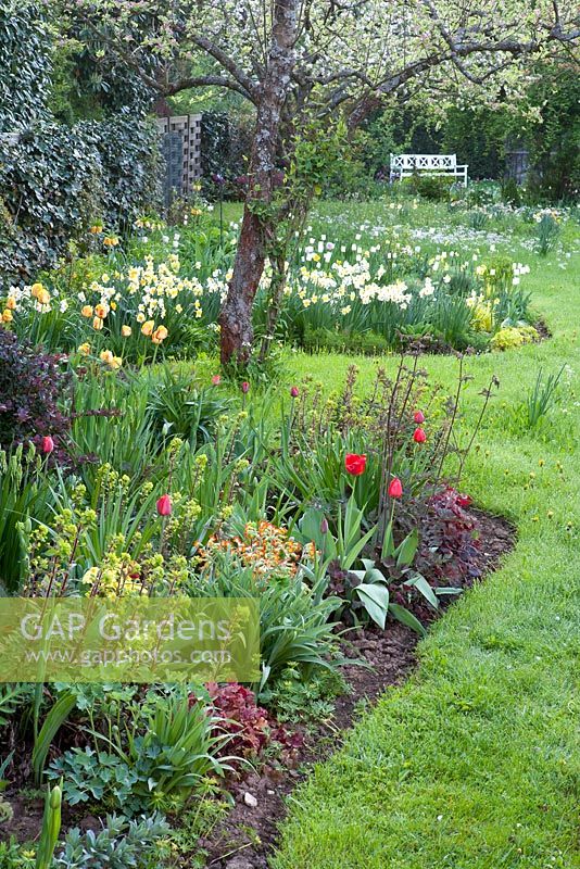 Tulipa 'Avignon', Tulipa 'Helmar', Narcissus 'Geranium', Primula elatior, Euphorbia amygdaloides 'Purpurea', Heuchera micrantha 'Rachel'