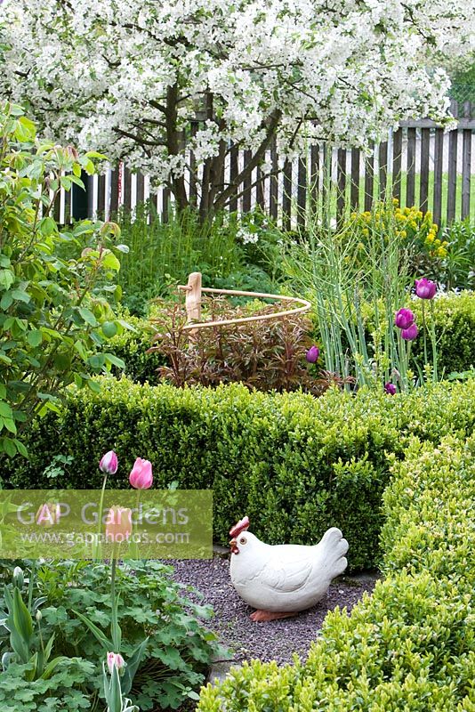 Spring cottage garden with Buxus sempervirens, Tulipa 'Flaming Coquette', Tulipa 'Hot Pants', gravel path, Malus 'Everest'
