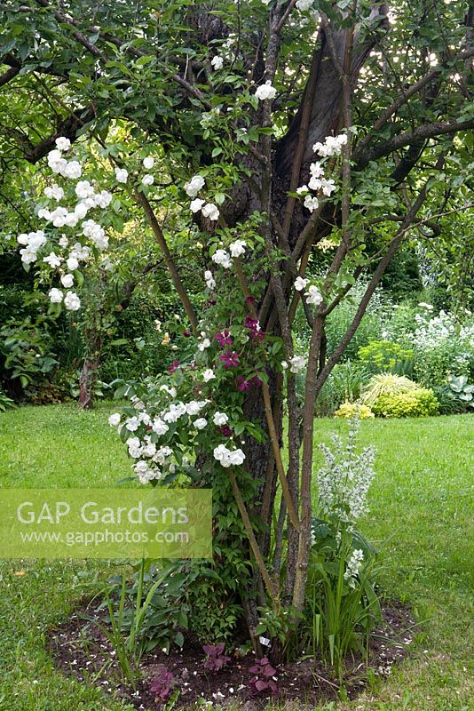 Salvia sclarea 'Alba', Rosa 'Bobbie James' on Malus - Apple tree. Clematis texensis 'Princess Diana'