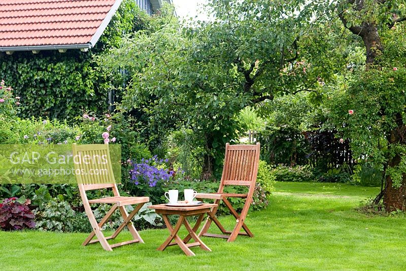Wooden chairs and table on lawn. Rosa 'Louise Odier'