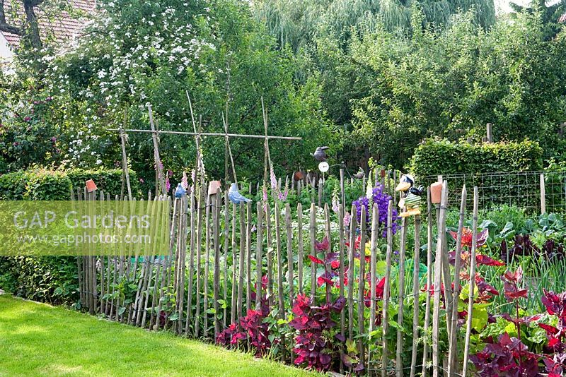 Cottage vegetable garden bordered with wooden fence and Atriplex hortensis