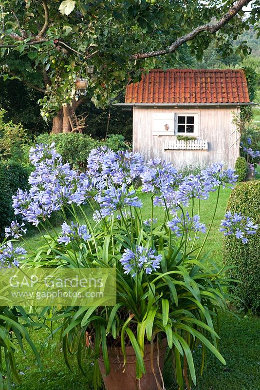 Agapanthus in container with tool shed
