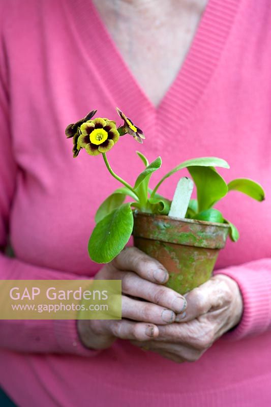 Woman holding potted Primula auricula
