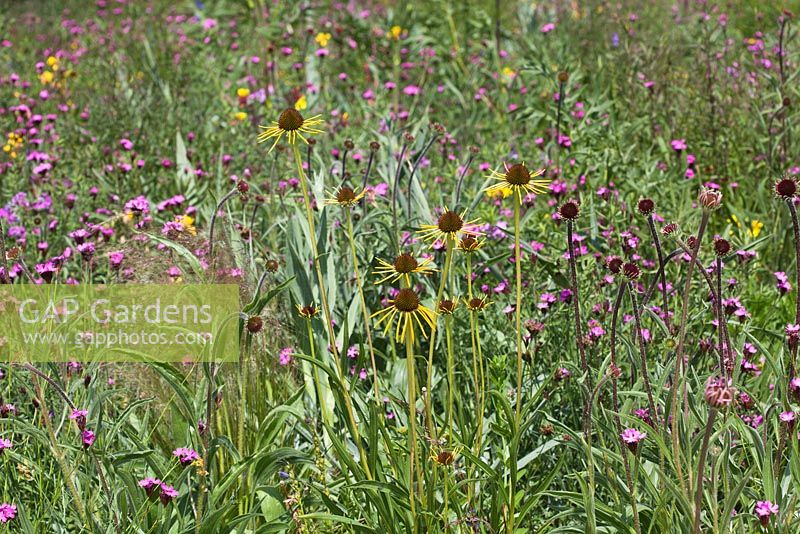 North American perennial prairie meadow, RHS Gardens Wisley with Echinacea paradoxa, Dianthus carthusianorum 