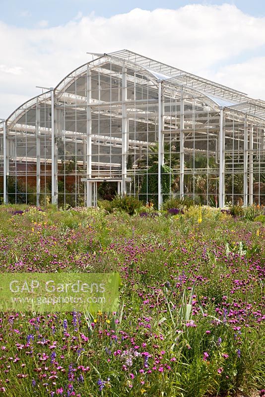 North American perennial prairie meadow and Glasshouse, RHS Gardens Wisley with Dianthus carthusianorum, Echinacea, Oenothera tetragona, Penstemon
