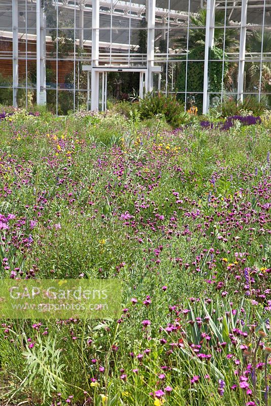 North American perennial prairie meadow and Glasshouse, RHS Gardens Wisley with Dianthus carthusianorum, Echinacea, Oenothera tetragona, Penstemon