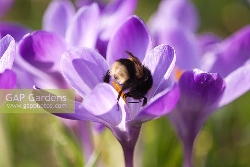 Bee on Crocus flower