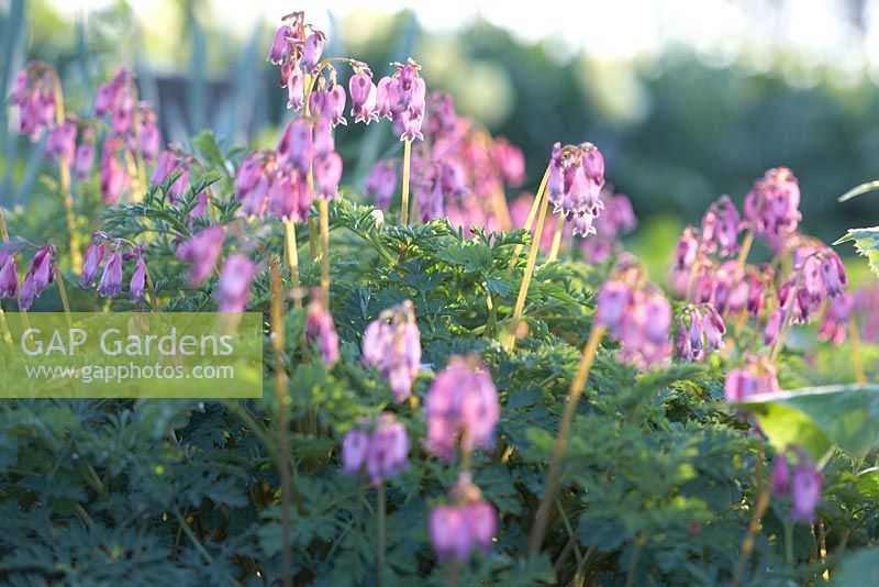 Dicentra eximia 'Boothman's Variety'