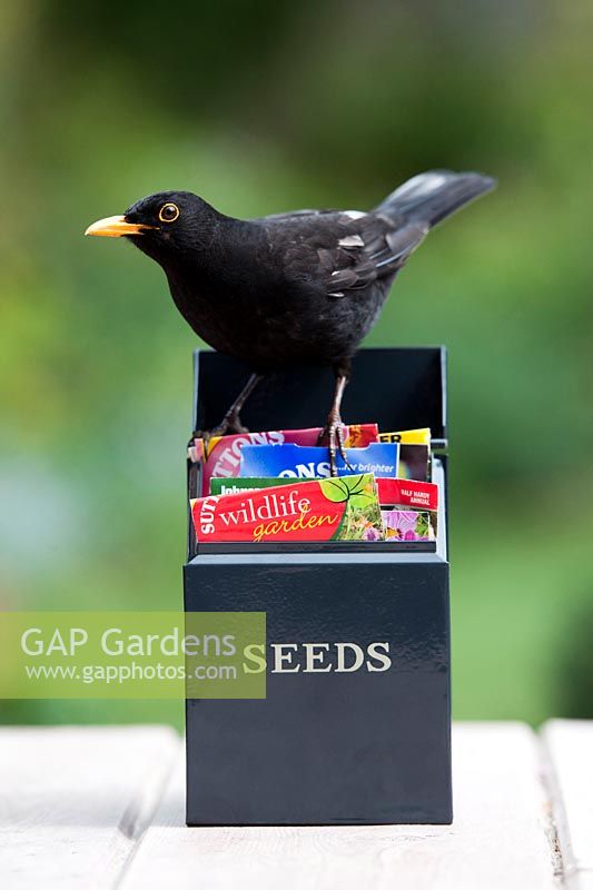 Turdus merula - Blackbird on seed packet box