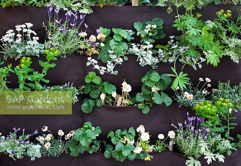 Flowers and herbs in a woolly pocket living wall
