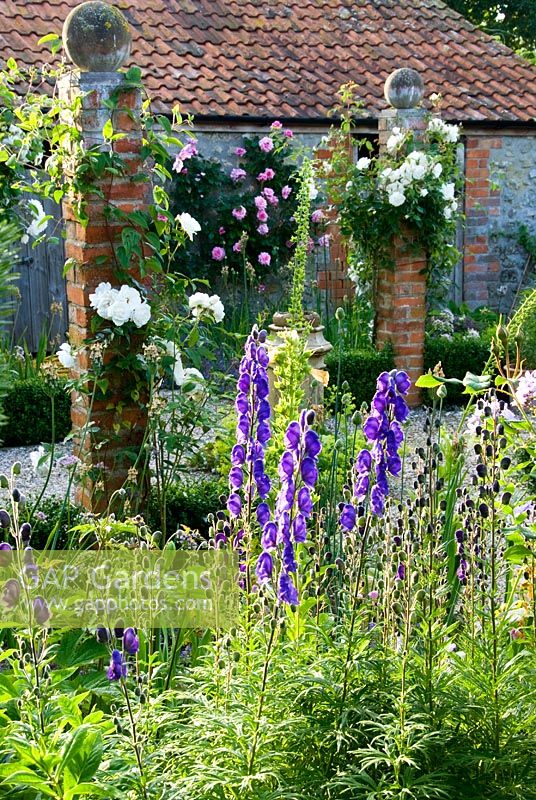 Brick pillars in farmyard garden planted with Rosa 'Iceberg' and Clematis with herbaceous plants including Lupins, Digitalis - Foxgloves, Aconitum and many varieties of hardy Geranium. Dorset, UK 